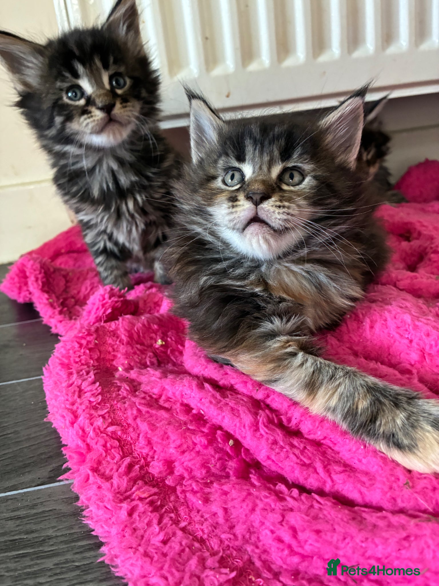 Maine Coon cats Maine coon kittens  - Advert 1