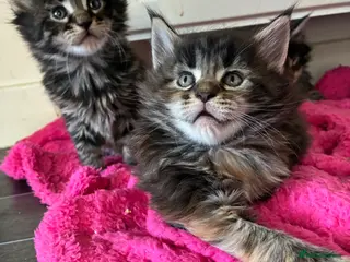 Maine Coon cats Maine coon kittens - Advert 1