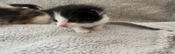 British Longhair cats for sale: Kittens  in Haltwhistle - Advert 19