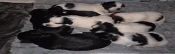 Lhasa Apso dogs for sale: Beautiful KC Registered Lhasa Apso Puppies - Advert 5