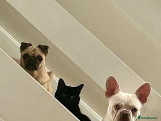 Mixed Breed dogs French Bulldog Male - Advert 3