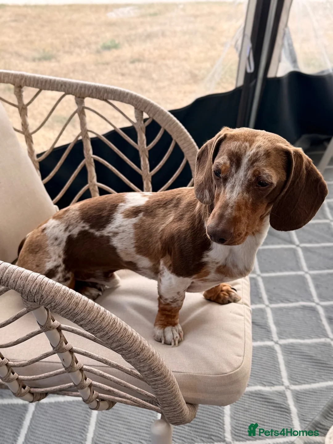 Miniature Dachshund dogs for stud: 🤎🐾 STUNNING MINIATURE CHOCOLATE DAPPLE & TAN - Advert 2