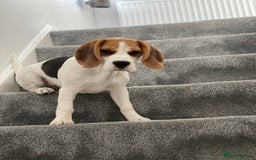 Beagle dogs for stud: Jeremy - Champion bloodlines in Hartlepool - Image 3