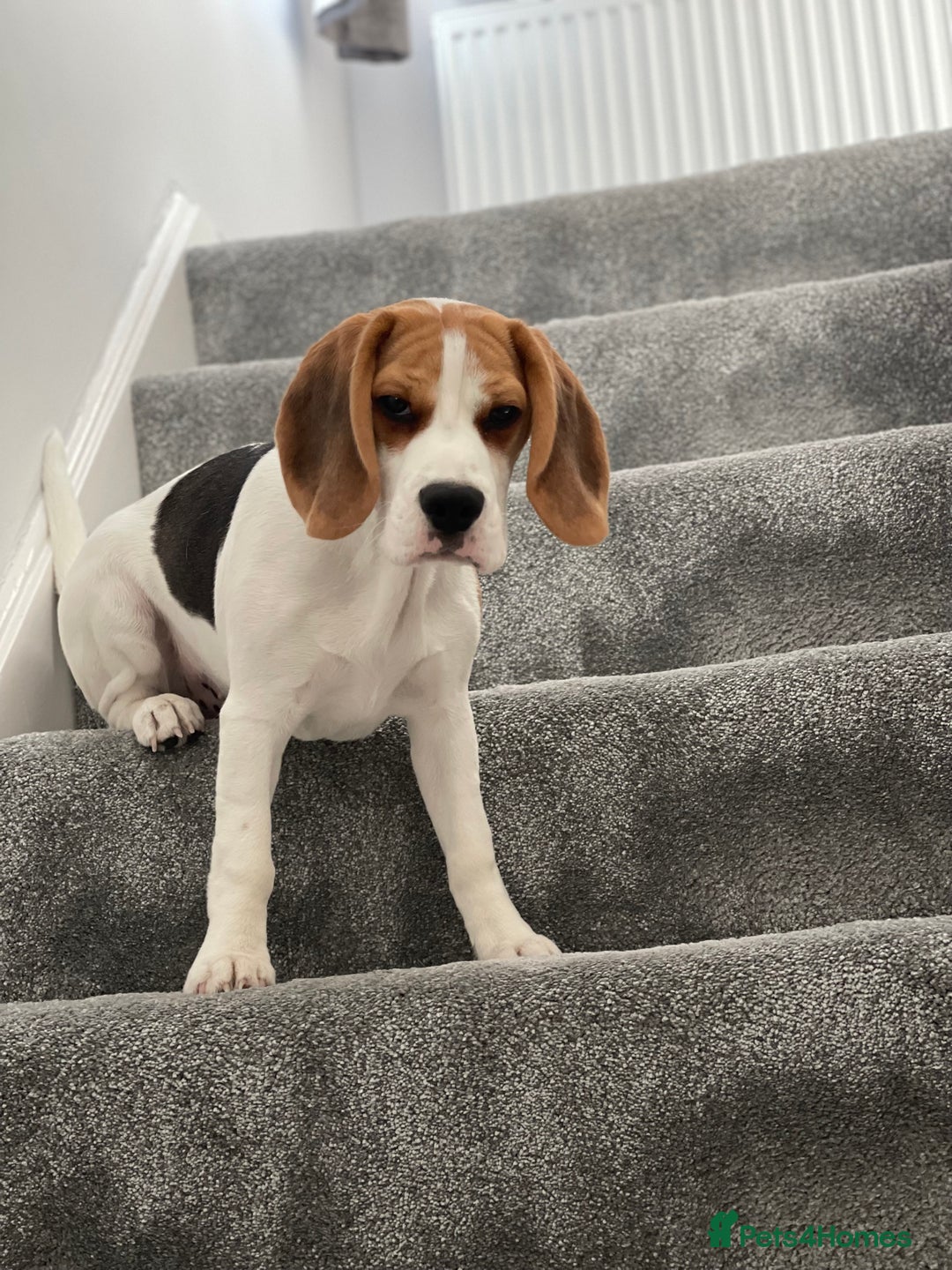 Beagle dogs for stud: Jeremy - Champion bloodlines in Hartlepool - Image 3