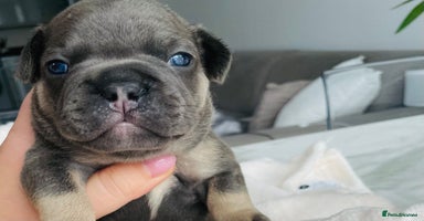 French Bulldog dogs - Advert 9