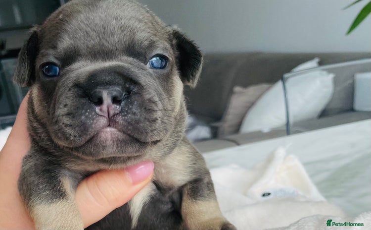 French Bulldog dogs - Advert 3