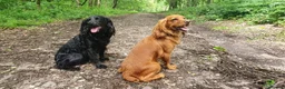 Cocker Spaniel dogs for sale: Beautiful Red Working Cocker Spaniel Puppies - Advert 9