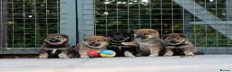 Japanese Shiba Inu dogs for sale: Rare Black Sesame Shiba | Japanese Bloodlines - Advert 11