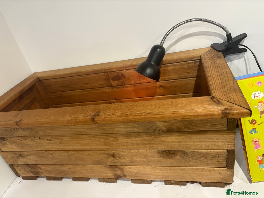 Tortoise reptiles for sale: Male female tortoise - Advert 8