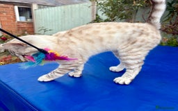 Keetso cats for sale: Gorgeous keetso female  - Image 8