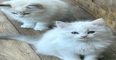 Ragdoll cats - Advert 5
