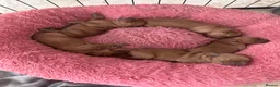 Golden Retriever dogs for sale: Golden Retriever KC puppies  - Advert 5