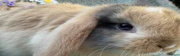 Mini Lop rabbits for sale: 2 mini lop bucks - Advert 6