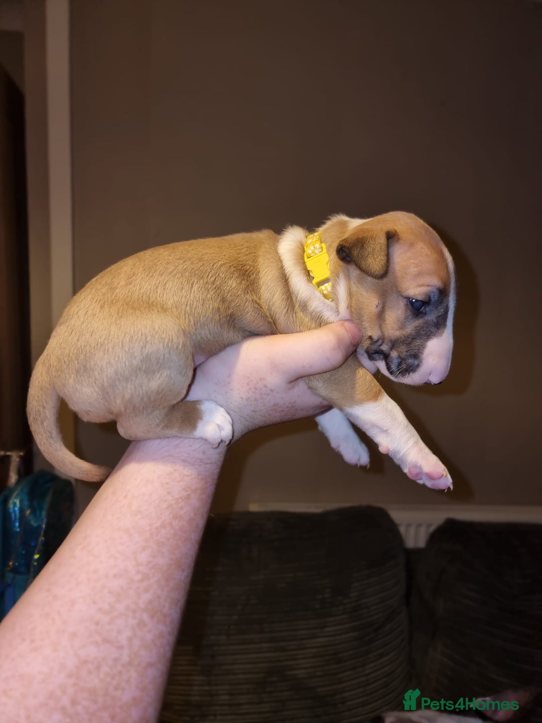 English Bull Terrier dogs for sale: English bull terrier  - Image 20