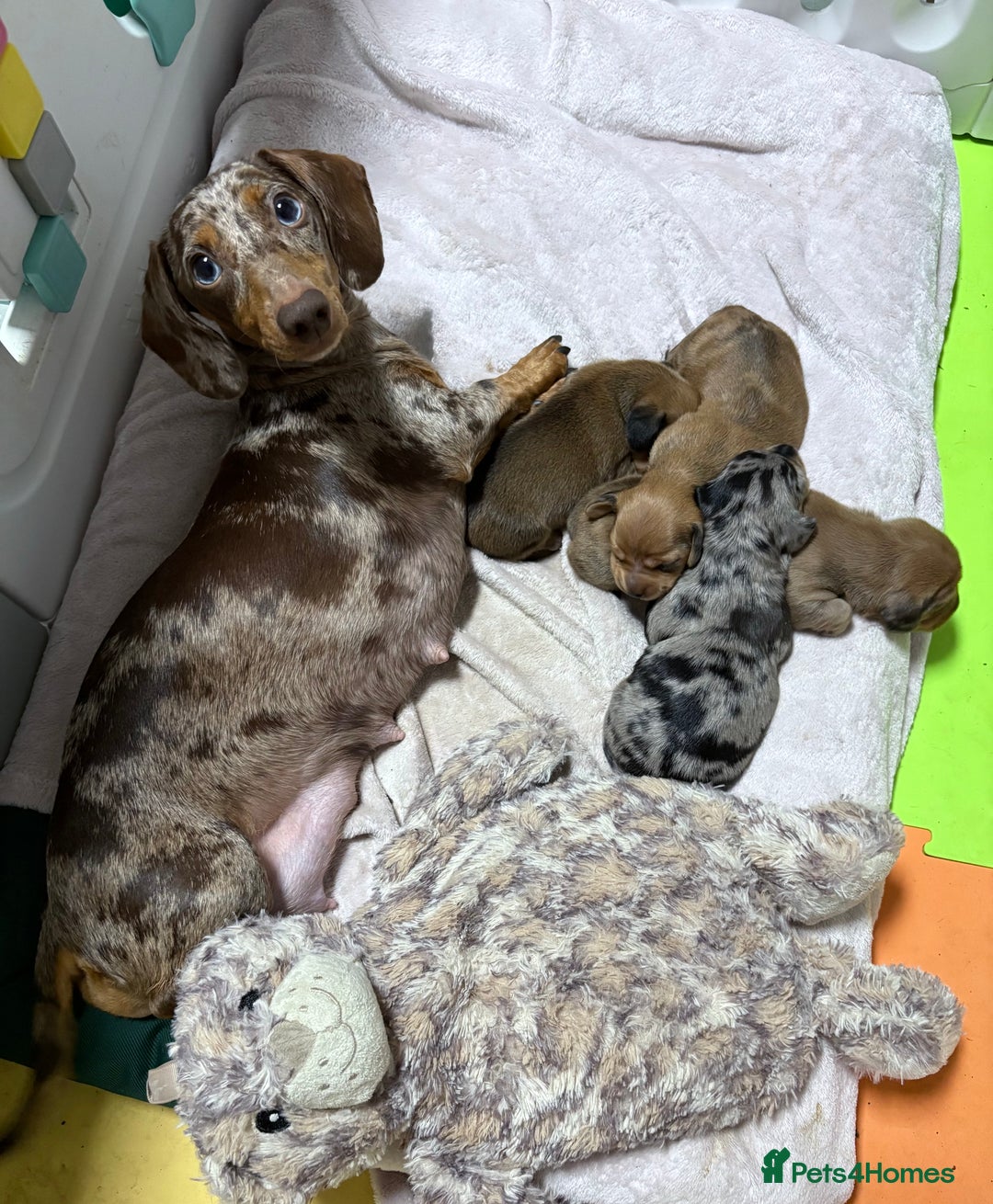 Miniature Dachshund dogs for sale: Miniature Dachshund Puppies💕 - Advert 2