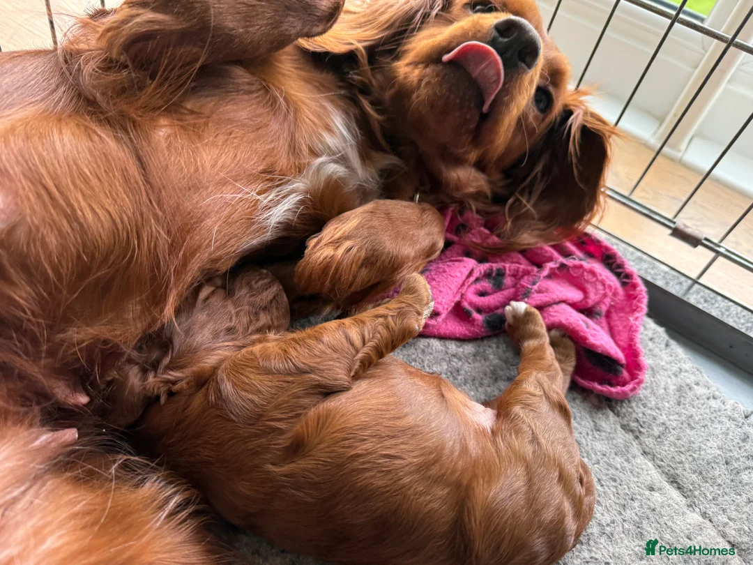 Cockapoo dogs for sale: Female Cockerpoo  - Advert 10