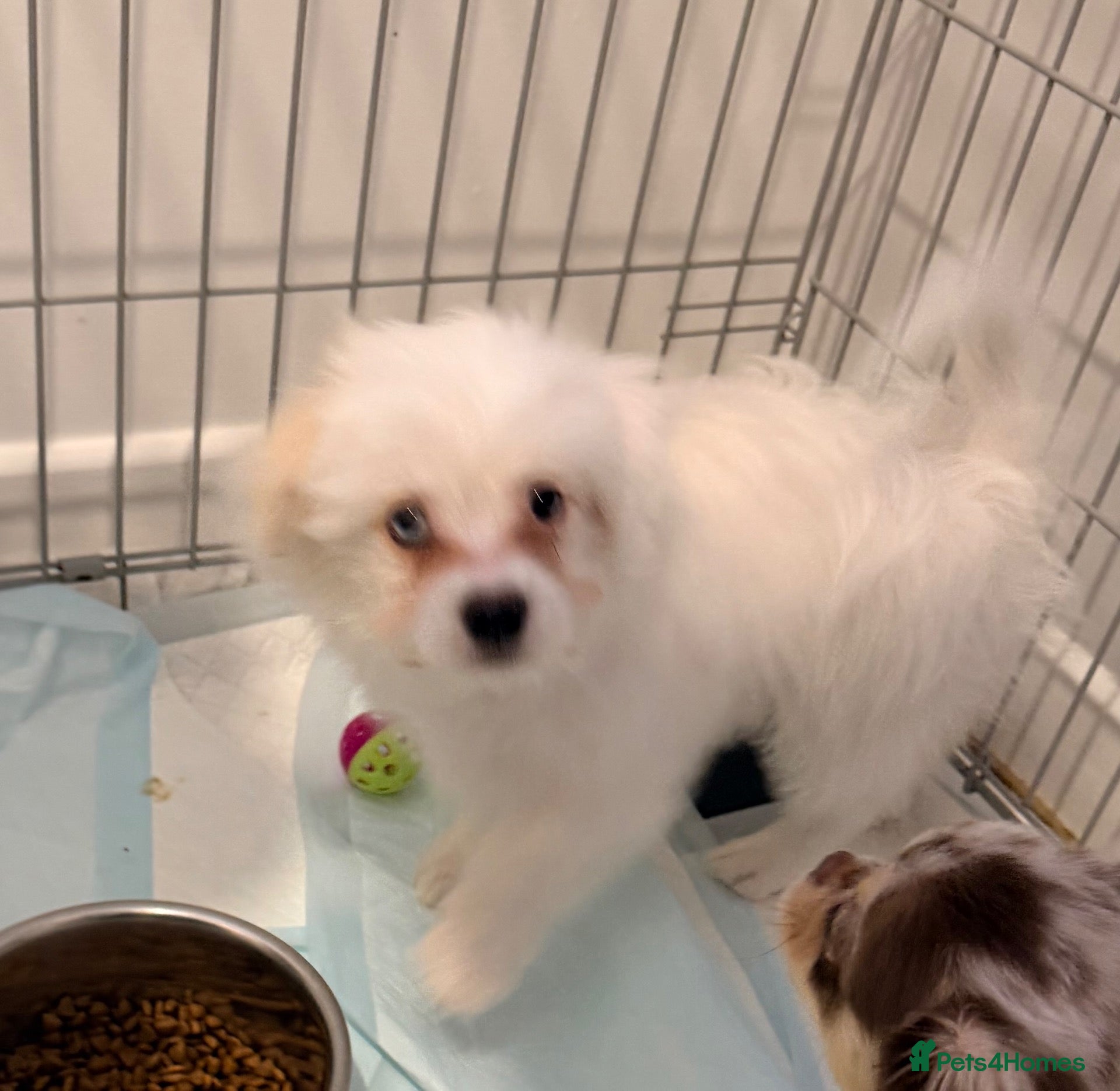 Mixed Breed dogs Malchi puppy  - Advert 2