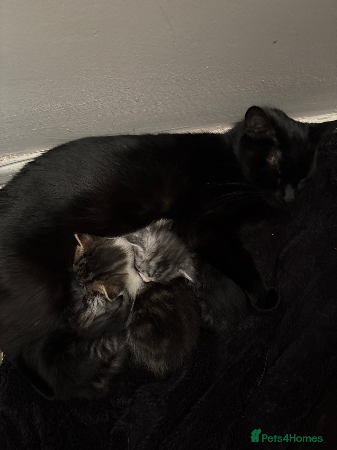 Scottish Fold cats for sale: Scottish fold/mixed - Advert 5