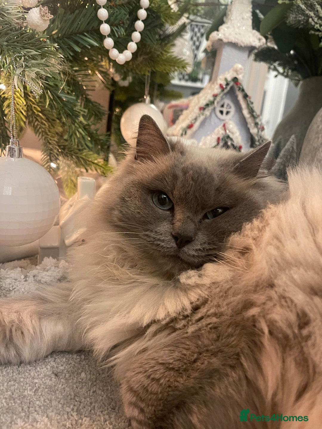 Ragdoll cats for sale: Pedigree Cherubim Blue Mink Ragdoll - Advert 3