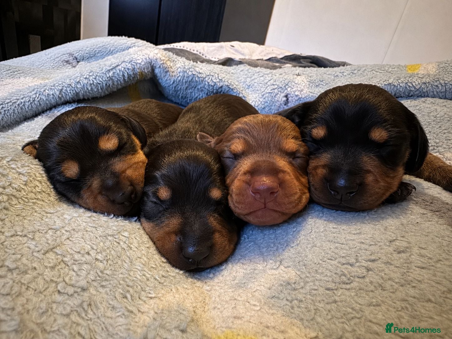 Dachshund dogs 4 stunning dachshund puppies - Advert 1