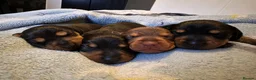 Dachshund dogs for sale: 4 stunning dachshund puppies - Advert 1