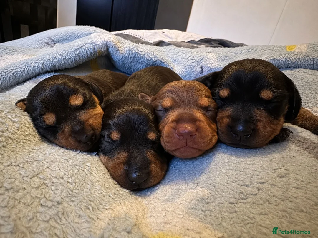 Dachshund dogs for sale: 4 stunning dachshund puppies - Advert 1