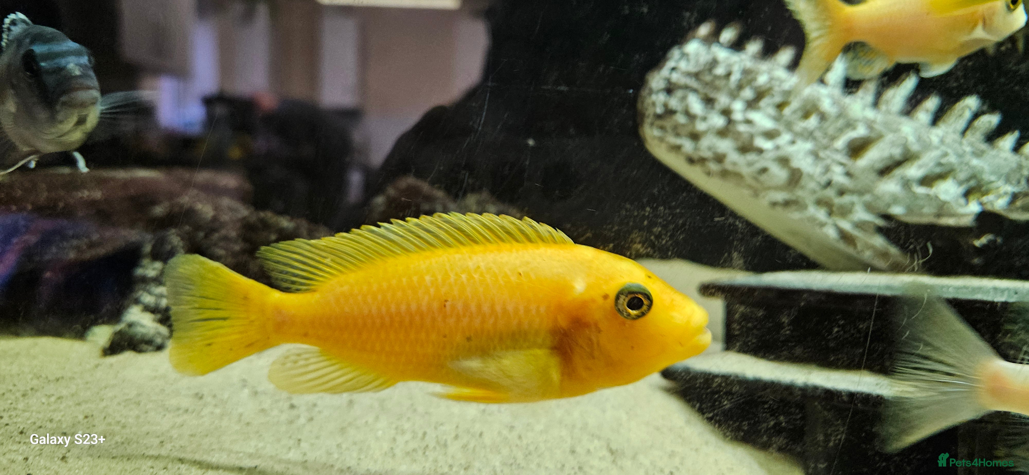 Cichlids fish Assorted cichlids and sizes - Advert 1