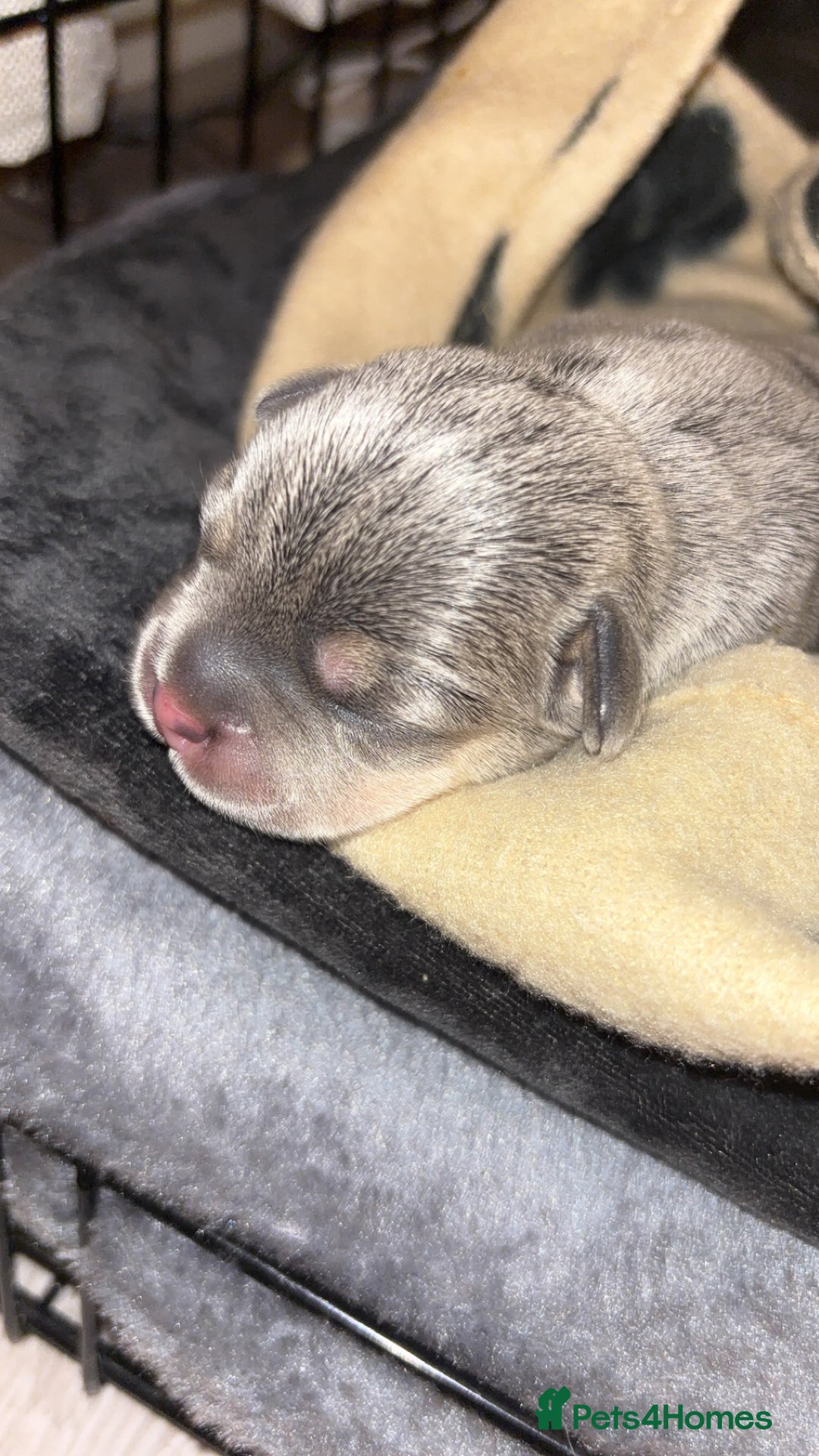 Mixed Breed dogs for sale: French bulldog mixed chihuahua  - Image 3