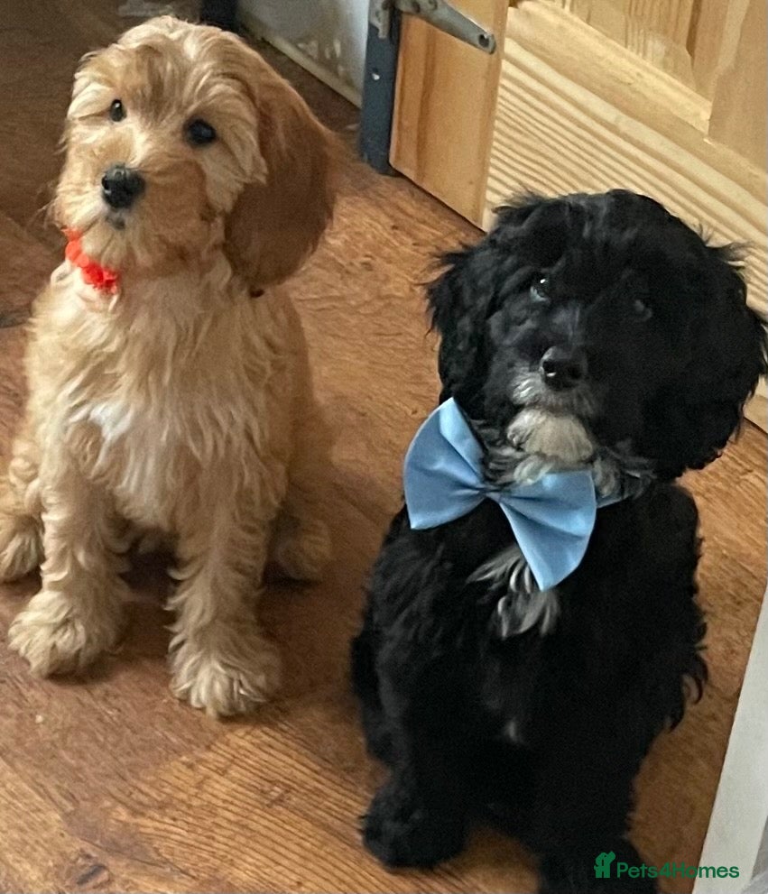 Cockapoo dogs 🐶READY TO LEAVE NOW 🐶 beautiful cockapoos  - Advert 1