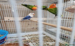 Lovebirds birds for sale:  Fischers lovebirds for sale in Birmingham - Image 25