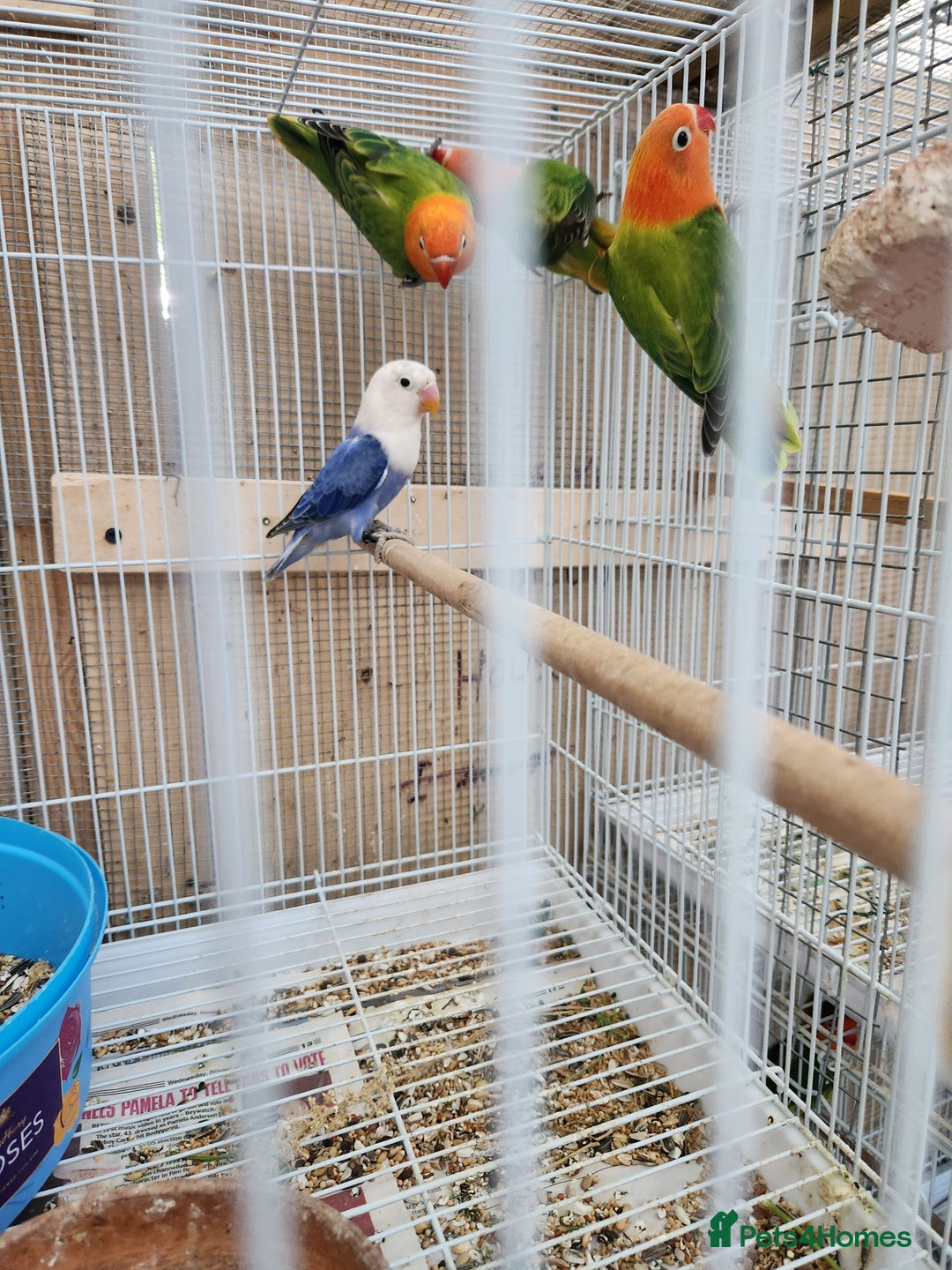 Lovebirds birds for sale:  Fischers lovebirds for sale in Birmingham - Image 25