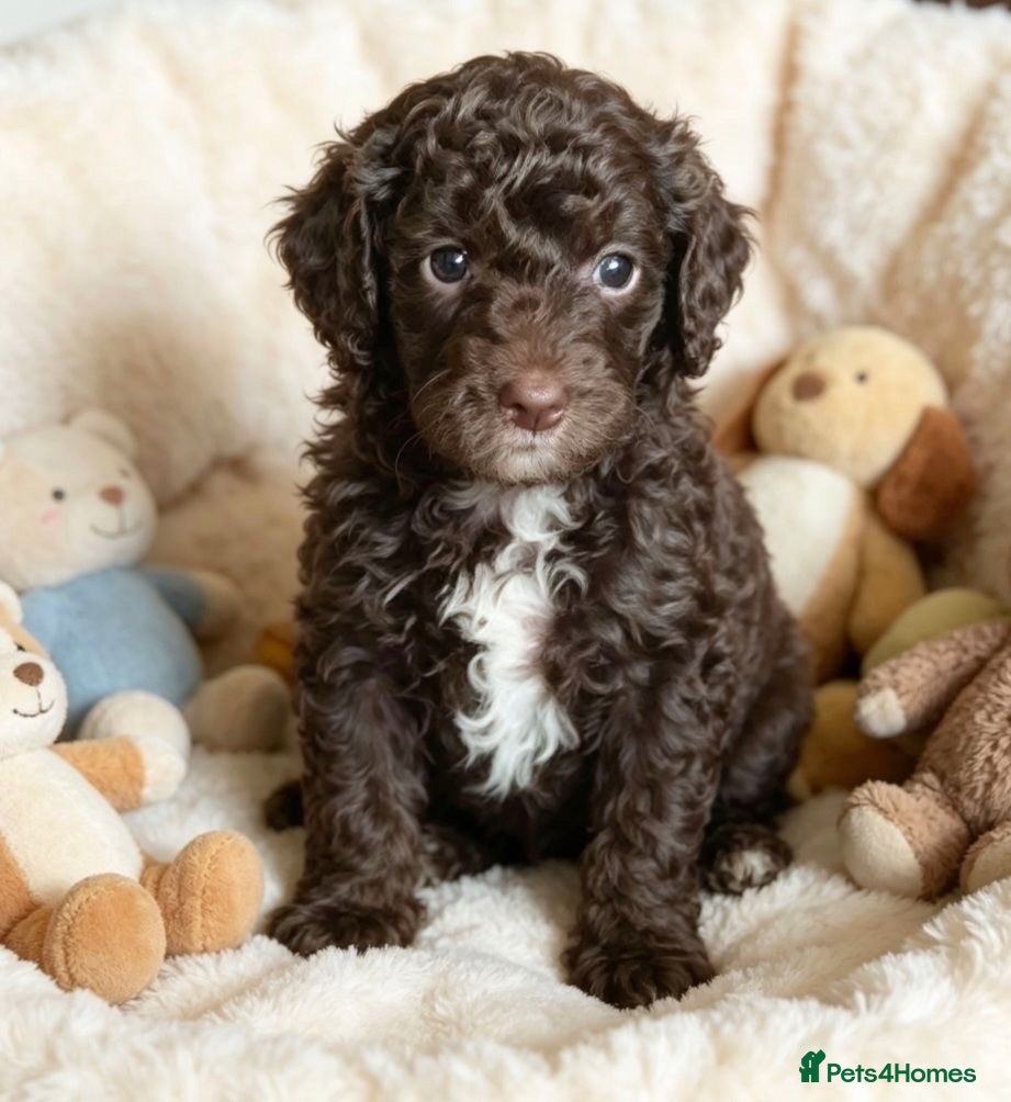 Mixed Breed dogs ADORABLE F1BB GOLDENDOODLE PUPPIES - Advert 1