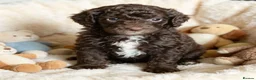 Mixed Breed dogs for sale: ADORABLE F1BB GOLDENDOODLE PUPPIES - Advert 12