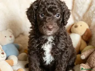 Mixed Breed dogs ADORABLE F1BB GOLDENDOODLE PUPPIES - Advert 2
