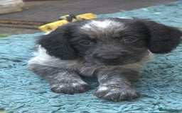 Mixed Breed dogs for sale: Merle Sprollies/Cotralian - Image 3