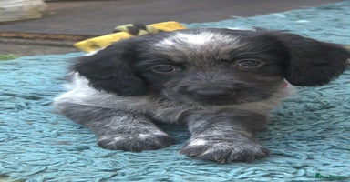 Mixed Breed dogs - Advert 9