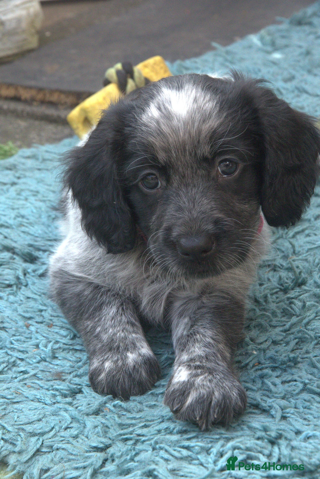 Mixed Breed dogs for sale: Merle Sprollies/Cotralian - Image 3
