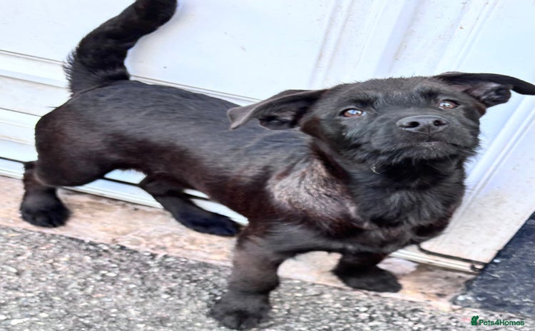 Mixed Breed dogs for sale - Advert 1