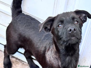 Mixed Breed dogs - Advert 5