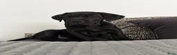 Cane Corso dogs for sale: Ready to collect Exceptional Cane Corso puppies   - Advert 5
