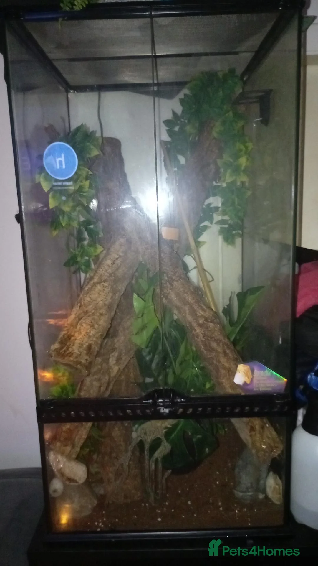 Gecko reptiles for sale: Amazing female leachie with setup for sale - Advert 1