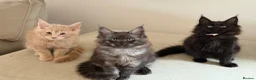 Maine Coon cats for sale: TICCA Registered MaineCoon Kittens  - Advert 8
