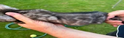 Bengal cats for sale: Bengal boy - Advert 6