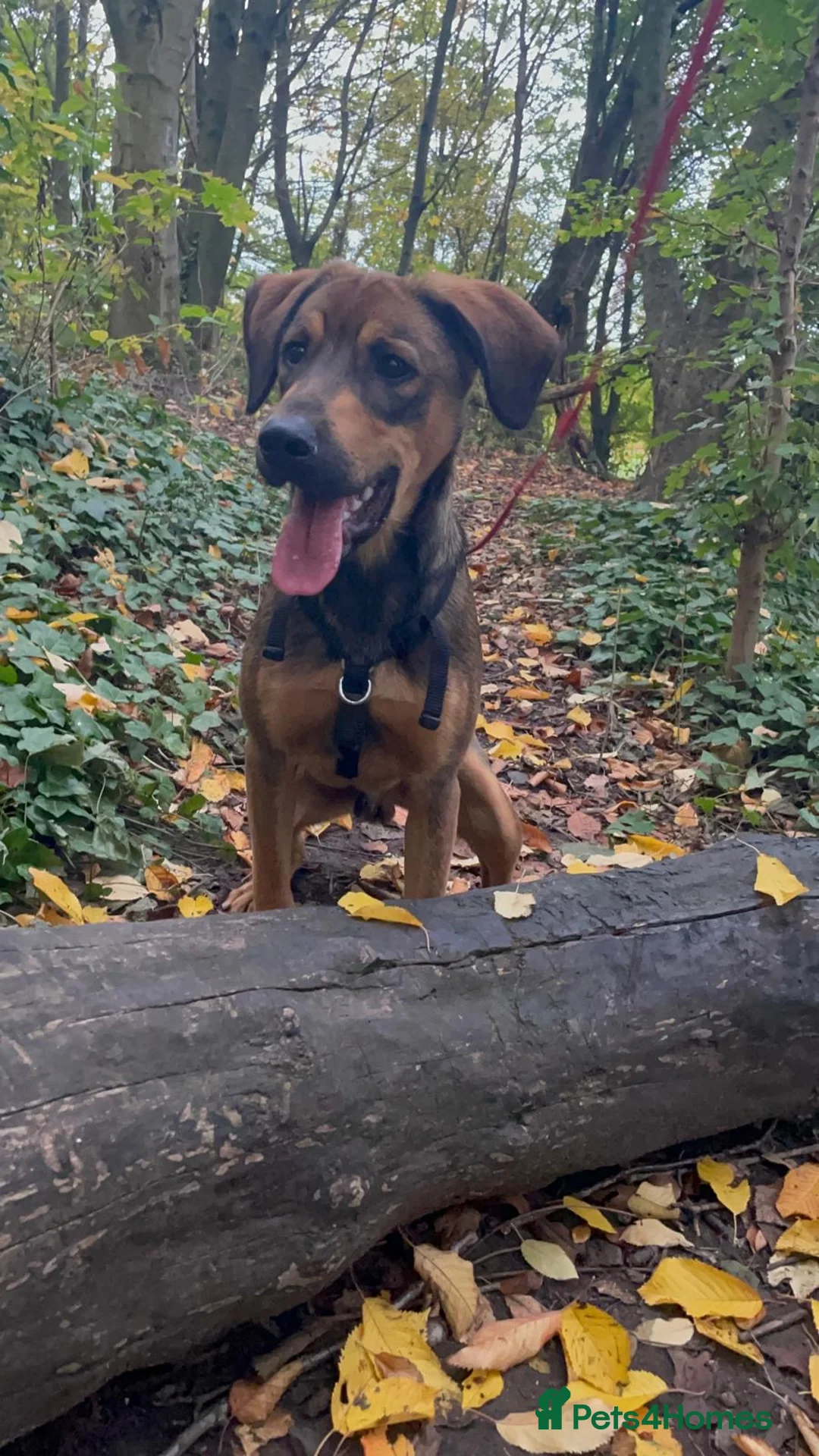 Mixed Breed dogs for sale: Shollie cross spaniel  - Advert 6