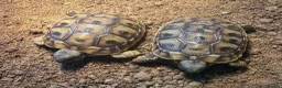 Hermann Tortoise reptiles for sale: Hermann Tortoise Hatchlings-Home Bred-July 2026  in Poole - Advert 3