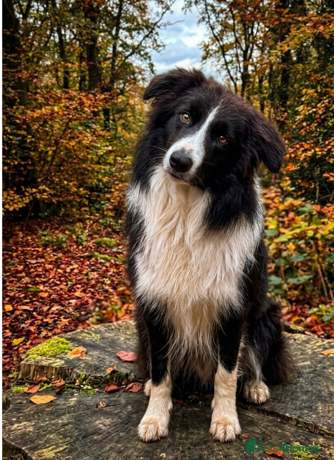 Border Collie dogs TRAINED BORDER COLLIE DOG BRED FOR TEMPERAMENT - Advert 6