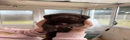 Labrador Retriever dogs for sale: Beautiful Chocolate Labrador Puppies - 09/03/2026 - Advert 24