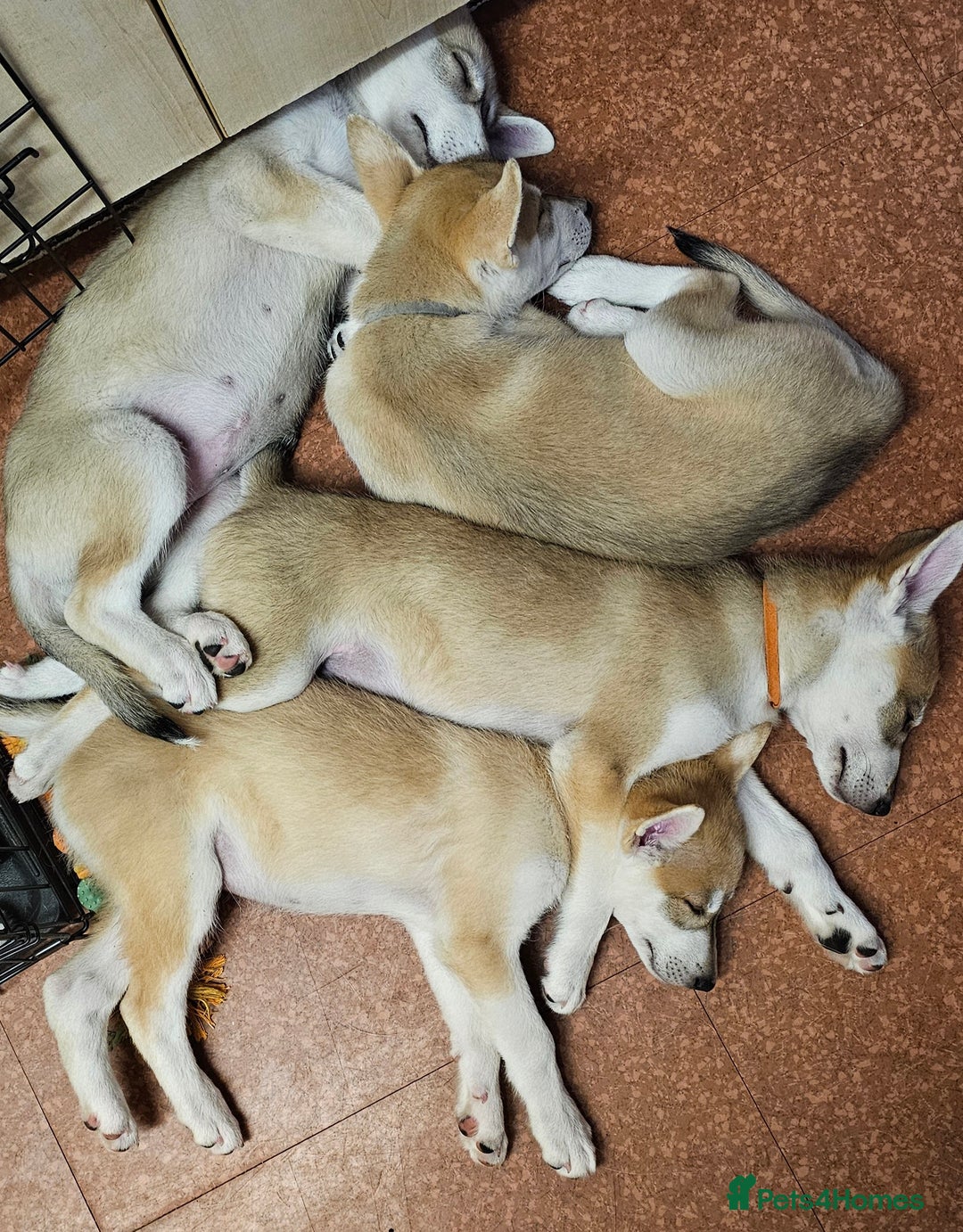 Saarloos Wolfdog dogs for sale: Wolfdog puppies. 1 boy, 3 girls available  in Wigan - Image 36