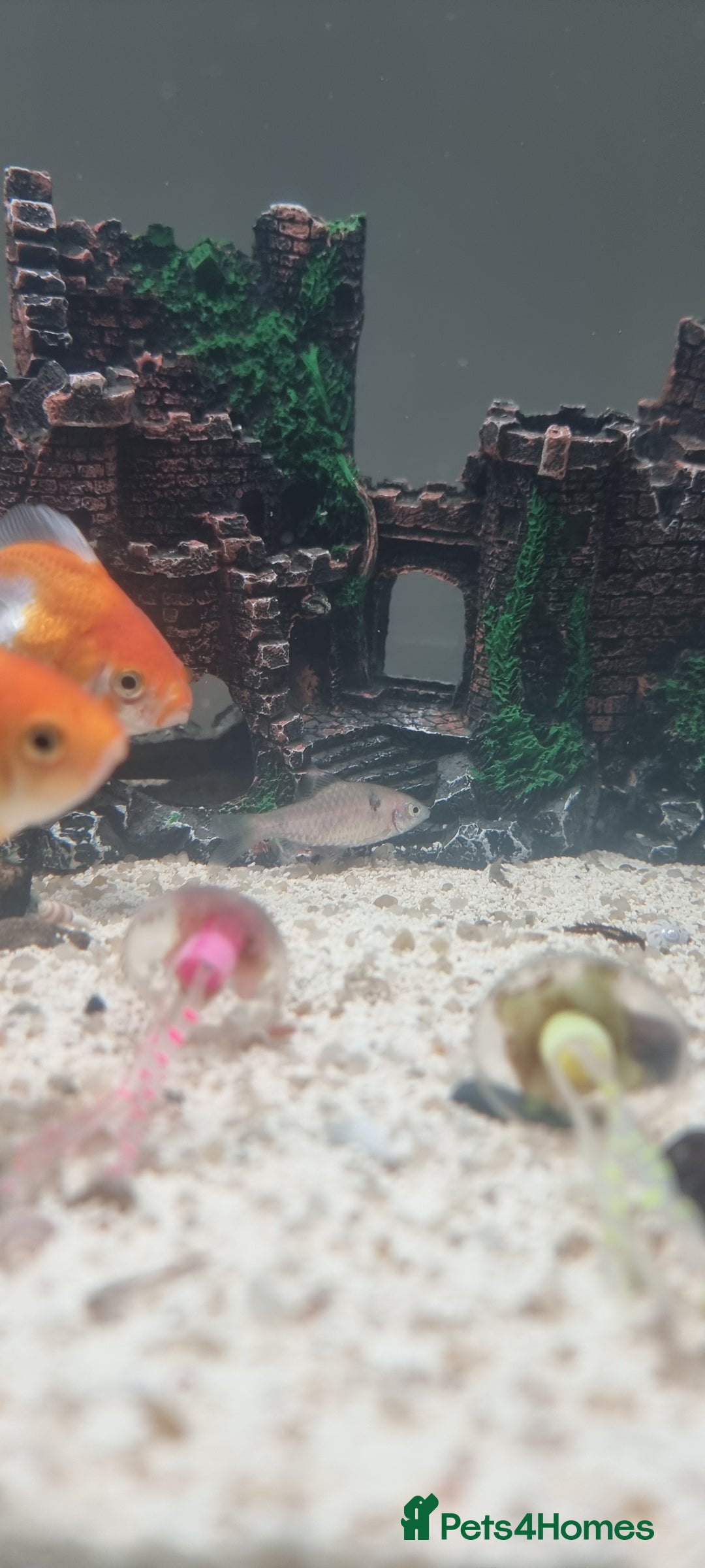 Barbs fish for sale: Fish tanka with evrthing for seal  - Advert 5