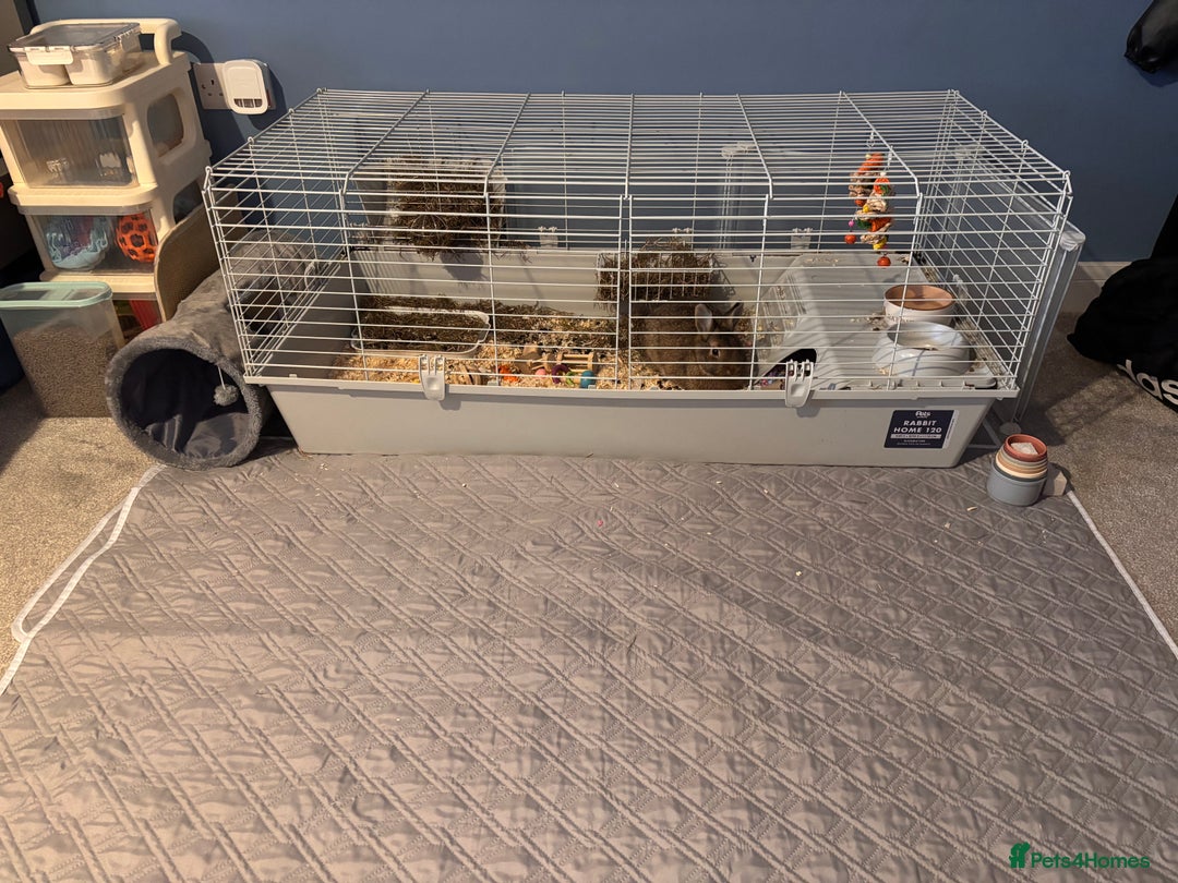 Netherland Dwarf rabbits for sale: Netherland dwarf bunny - Advert 5